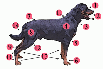 Imagen anatomía de perro